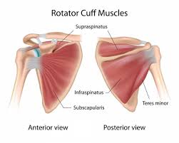 Rotator Cuff Anterior and Posterior Views