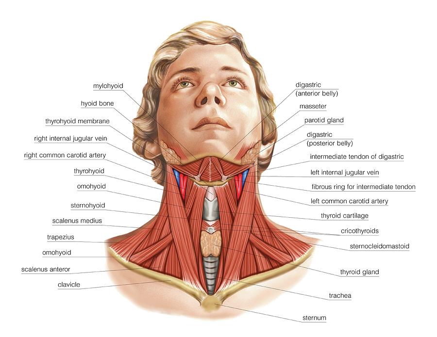 Neck muscles in front